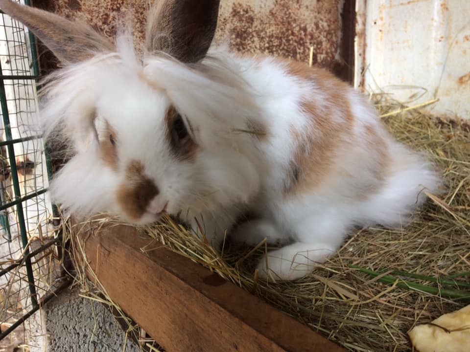 Ferme découverte Taris tourisme, Moustey - photo 3