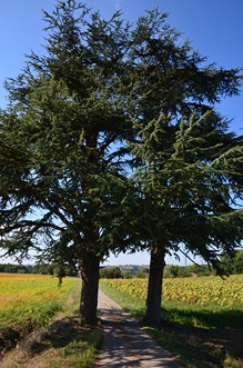 Tayrac, le circuit du menhir, Tayrac - photo 3