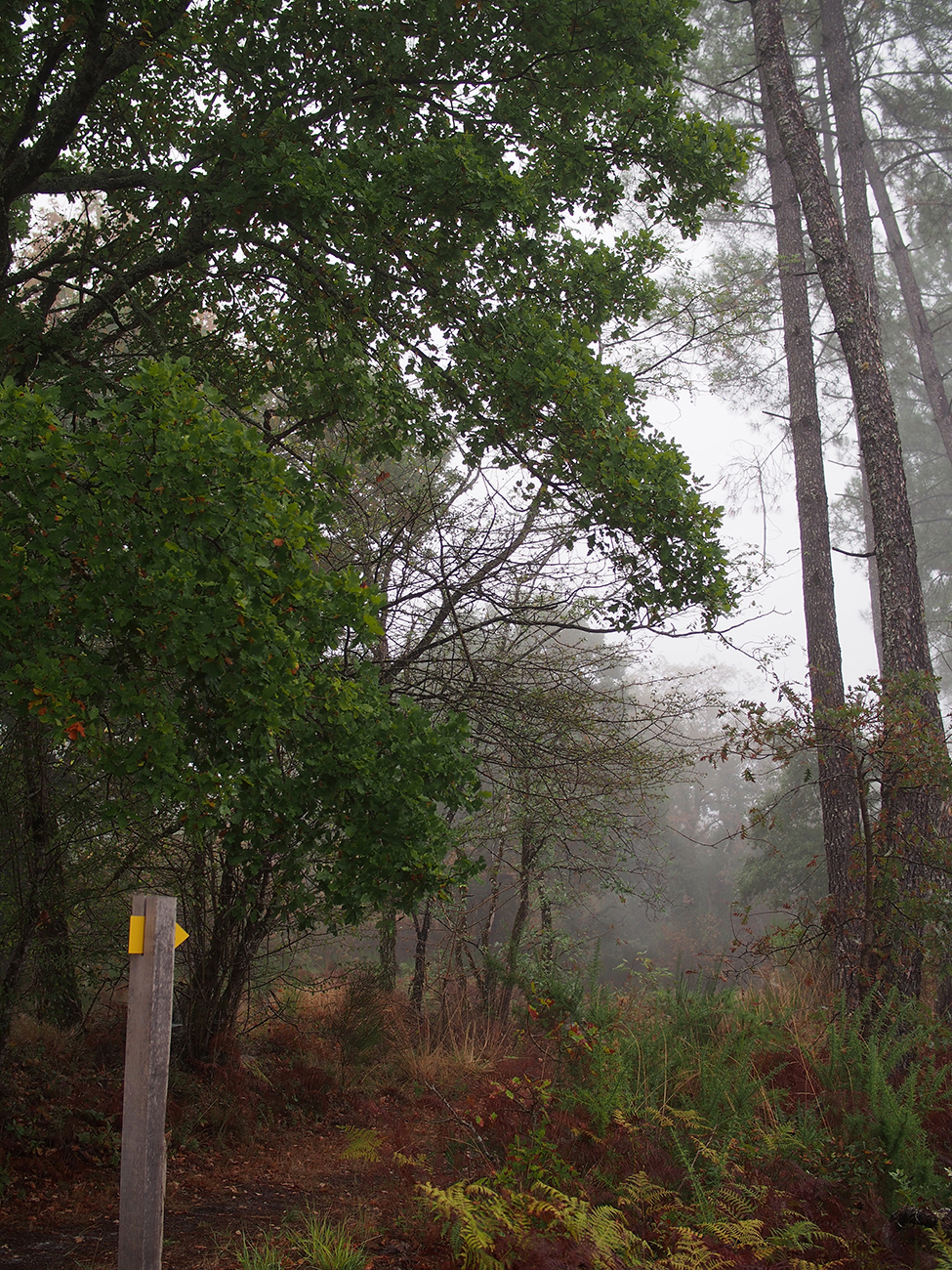 Graine de forêt - Centre de découverte de la forêt des Landes, Garein - photo 16