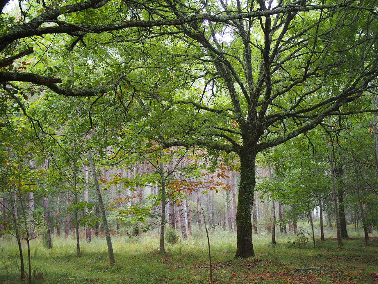 Graine de forêt - Centre de découverte de la forêt des Landes, Garein - photo 20