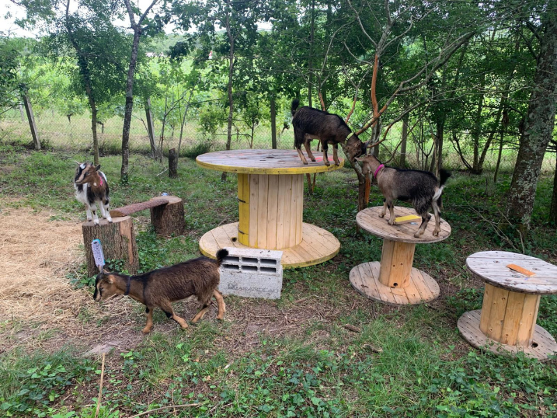 La petite Bougeotte, Pleine-Selve - photo 11