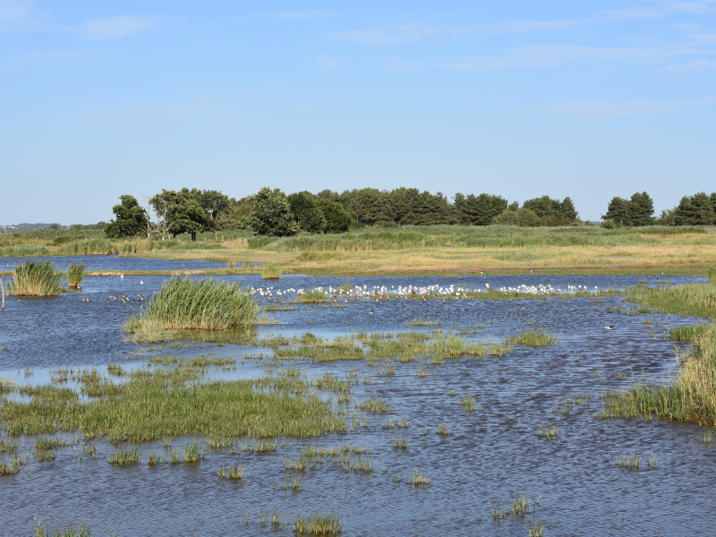 Samedi comptage à Terres d'Oiseaux, Braud-et-Saint-Louis