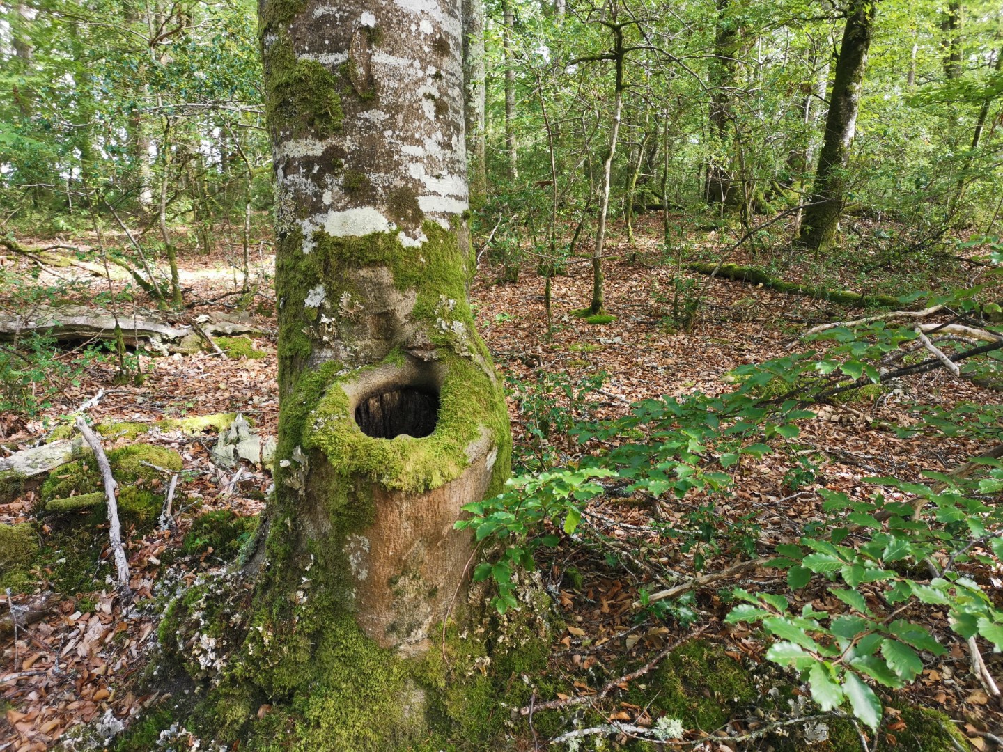 Circuit Pédestre N°19 CC : "Chamberaud et les Combes", Chamberaud - photo 4