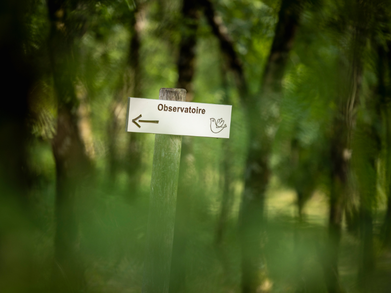 Visite guidée ornithologique "Oiseaux d'ici et d'ailleurs", Braud-et-Saint-Louis - photo 8
