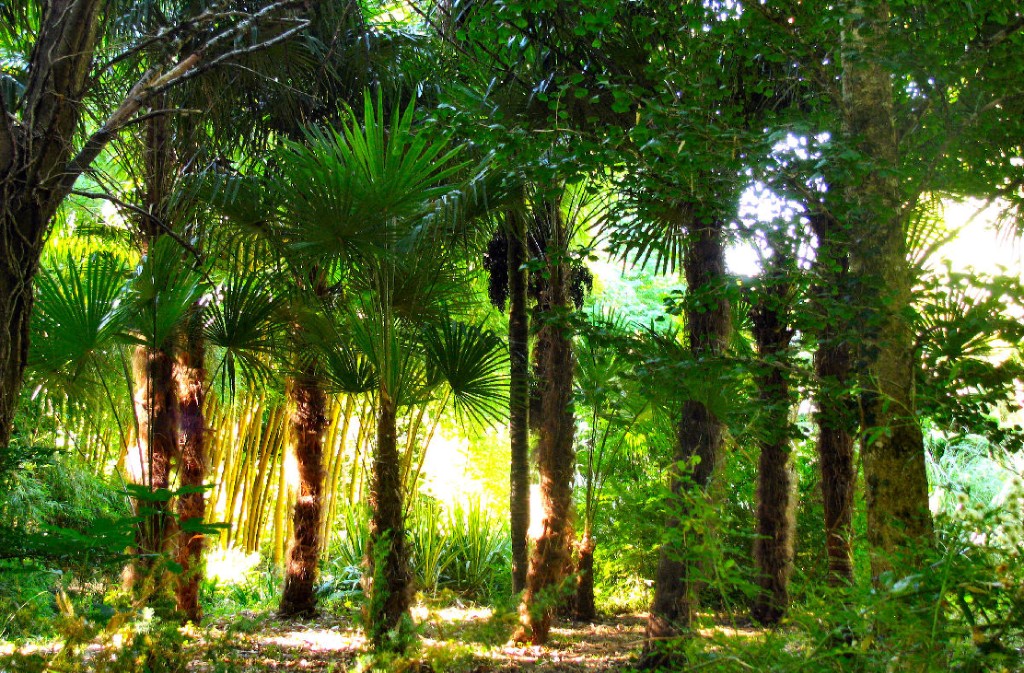 Jardin les Bambous de Planbuisson, Le Buisson-de-Cadouin - photo 6