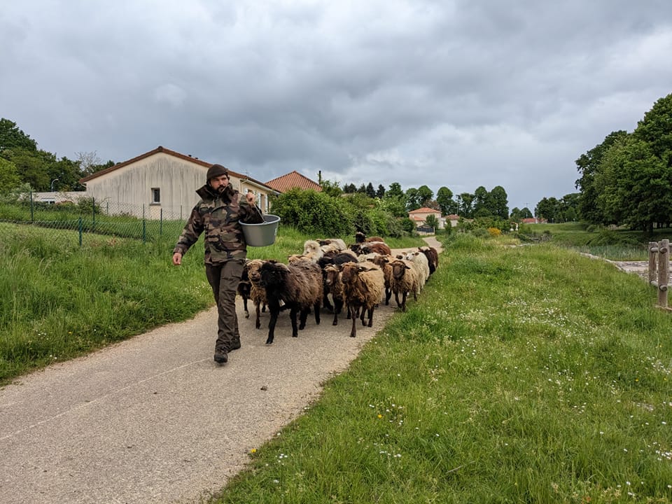 La ferme de Maillofargueix – La biodiversité par l’éco pâturage, Bersac-sur-Rivalier - photo 3