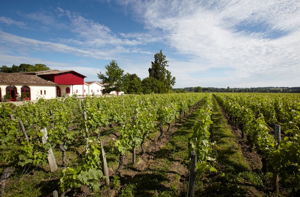 Château Grand Corbin-Despagne - photo 2