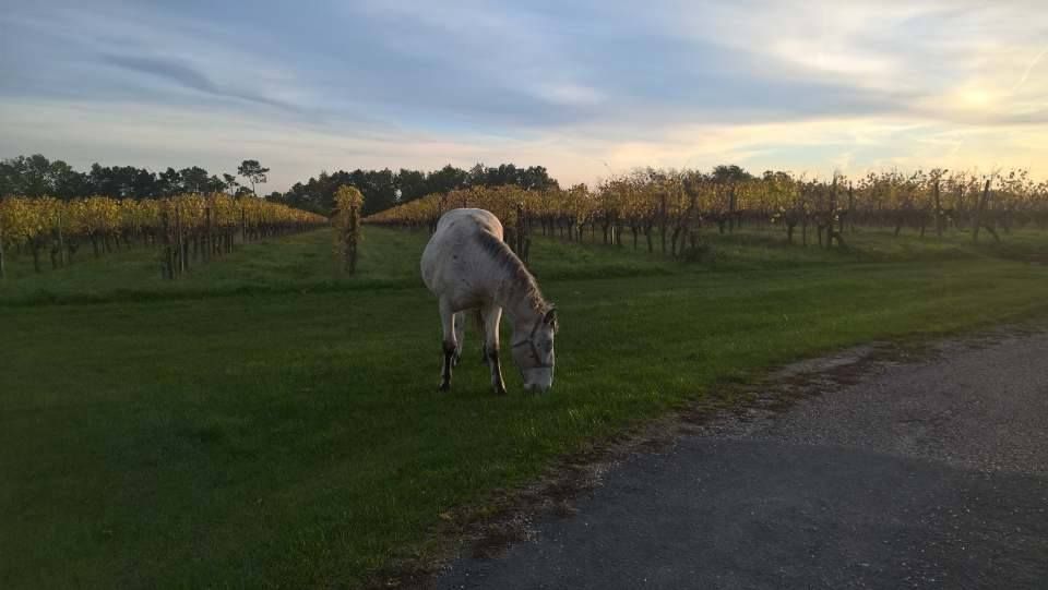 Domaine Moulin Garreau - photo 2