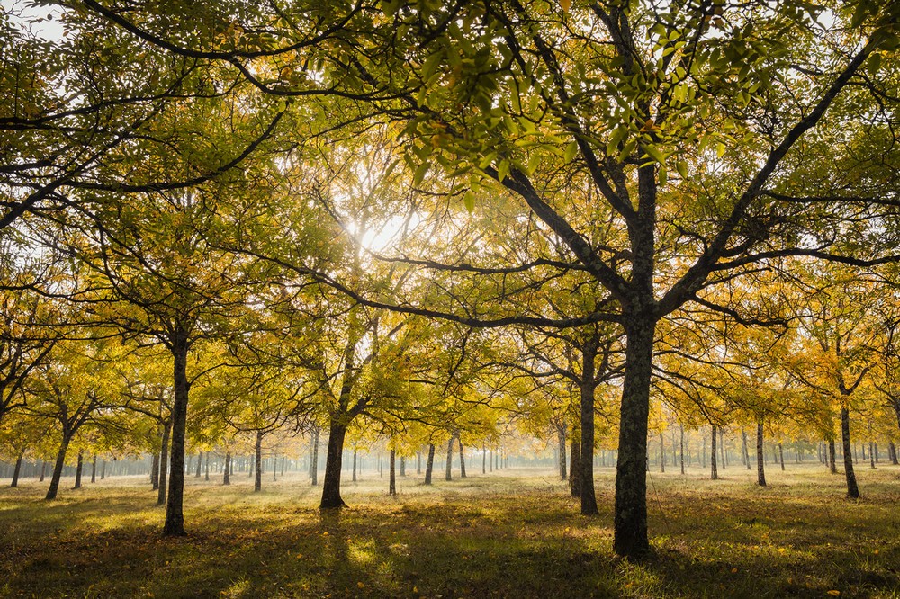 Gîte de Pehillo - La Sapinière, Nérac - photo 25