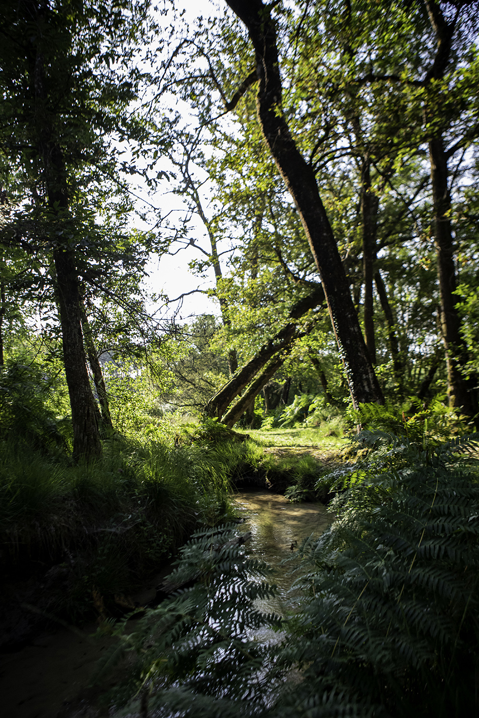 Centre de Biodiversité Jean Rostand, Pouydesseaux - photo 6