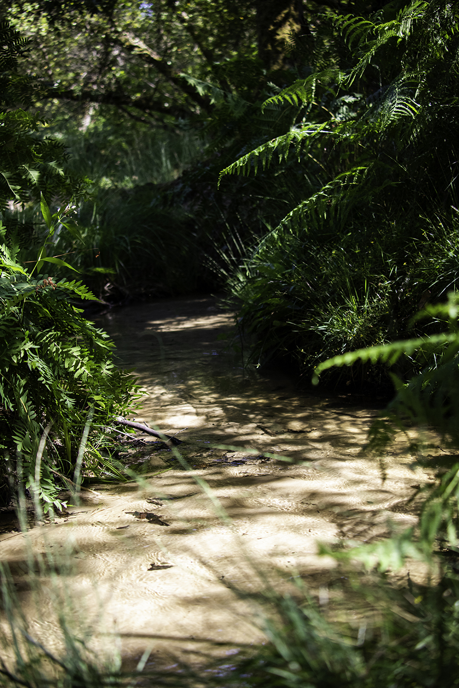Centre de Biodiversité Jean Rostand - photo 4