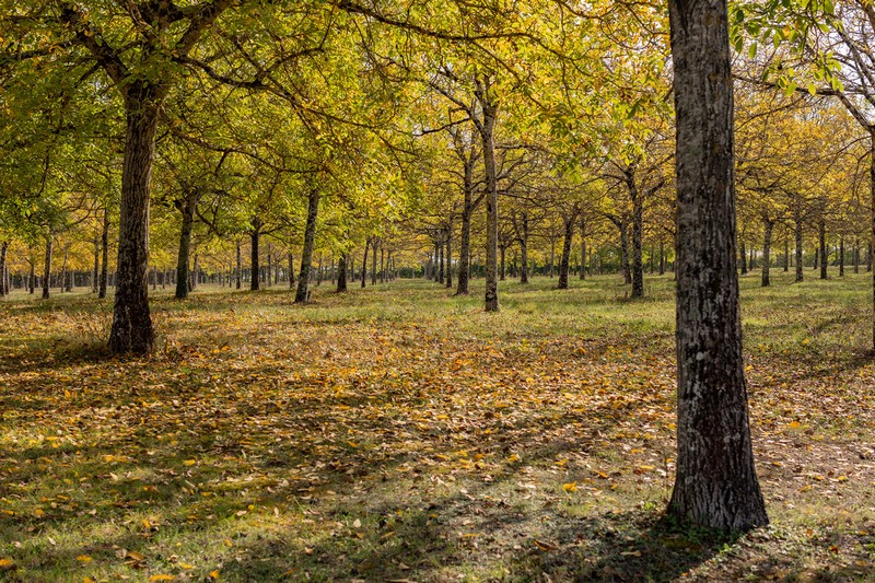 Gîte de Pehillo - La Source, Nérac - photo 29