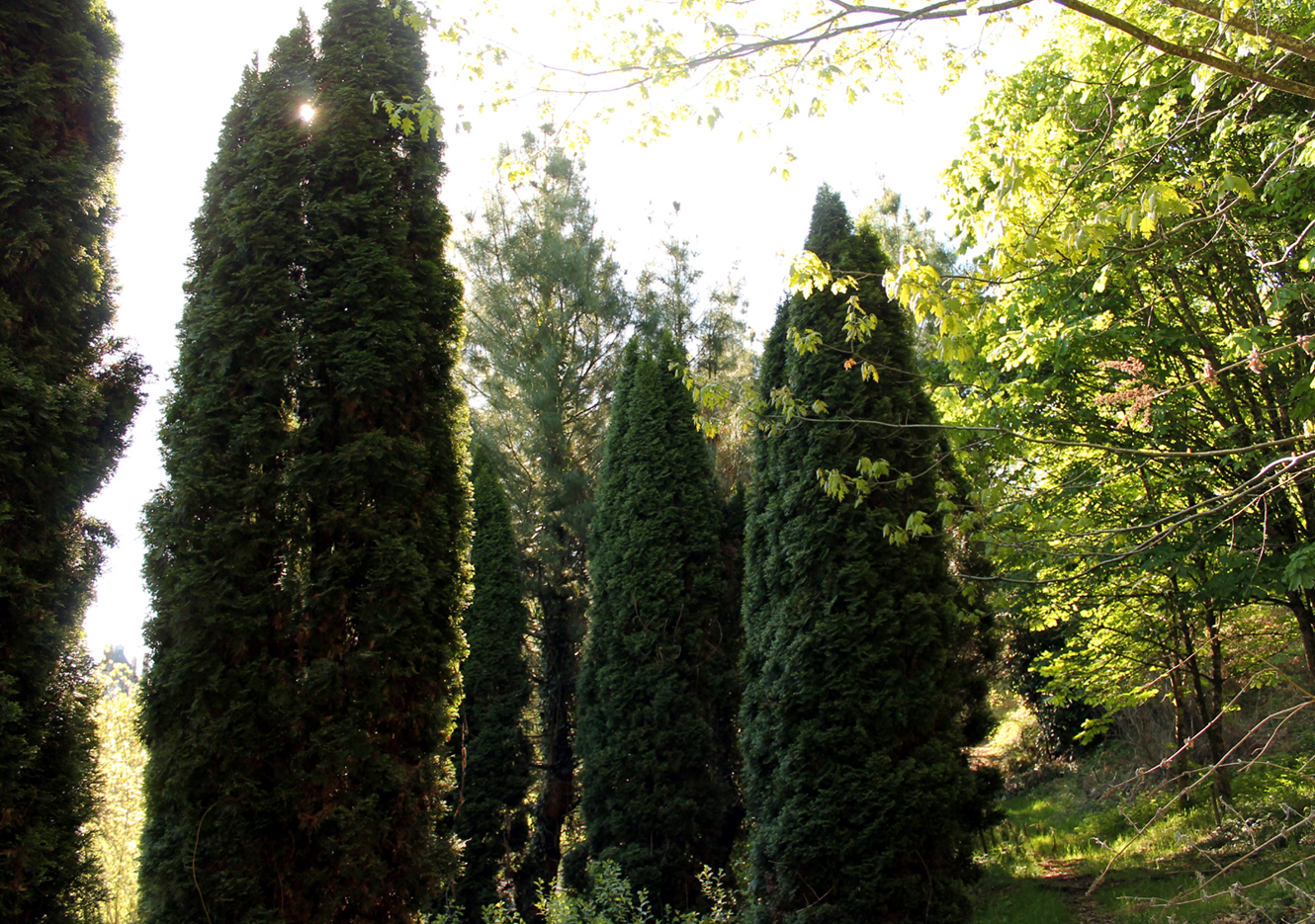 Circuit pédestre n°10 Le bois de la Fôt - rando bambin, Noth - photo 7