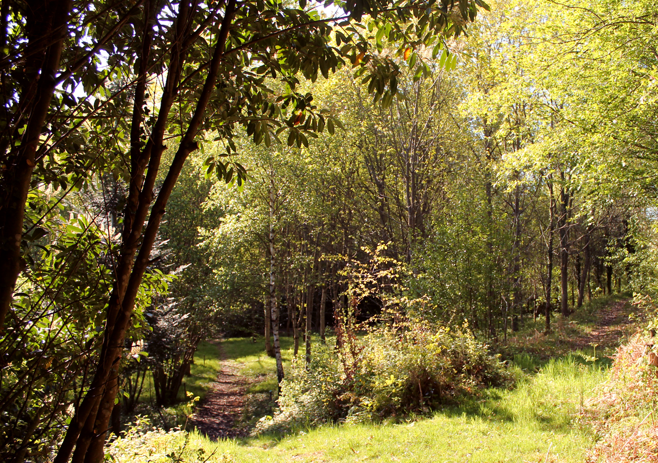 Circuit pédestre n°10 Le bois de la Fôt - rando bambin, Noth - photo 5