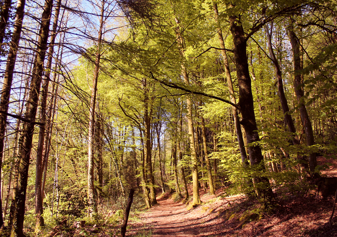 Circuit pédestre n°10 Le bois de la Fôt - rando bambin, Noth