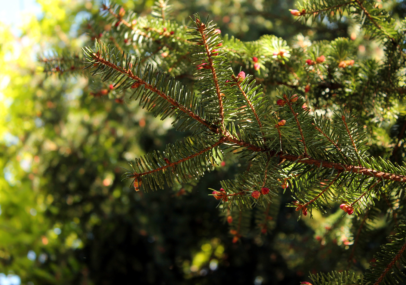 Circuit pédestre n°10 Le bois de la Fôt - rando bambin, Noth - photo 9