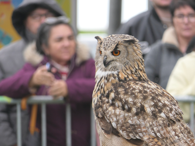 Fête des rapaces et "Spectacle de fauconnerie" à Terres d'Oiseaux, Braud-et-Saint-Louis - photo 10