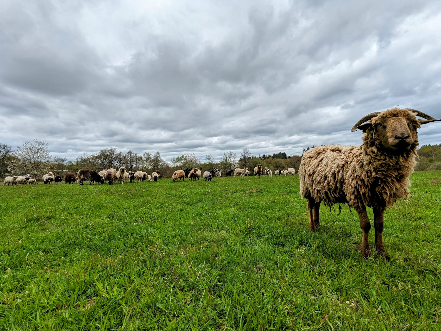 La ferme de Maillofargueix – La biodiversité par l’éco pâturage, Bersac-sur-Rivalier - photo 7