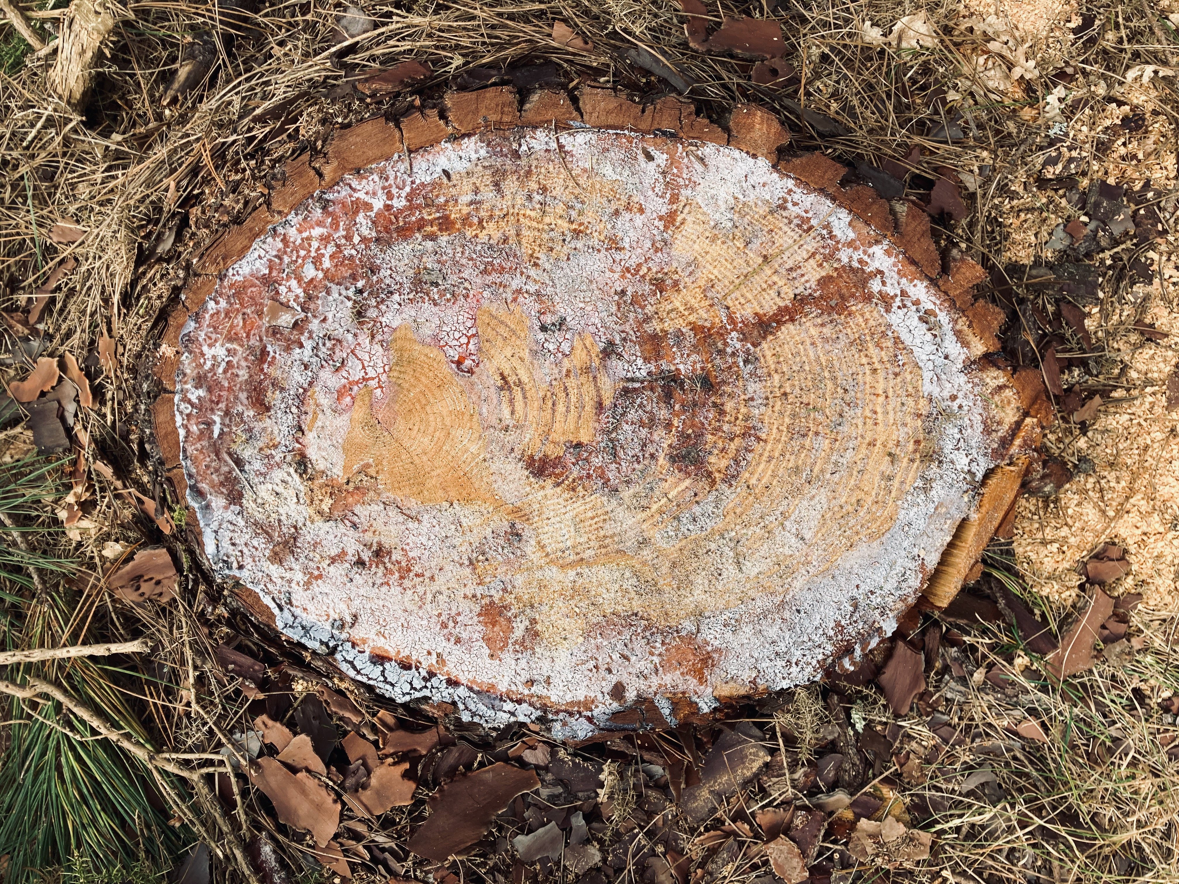 Conservatoire des Landes de Gascogne, Sanguinet - photo 6