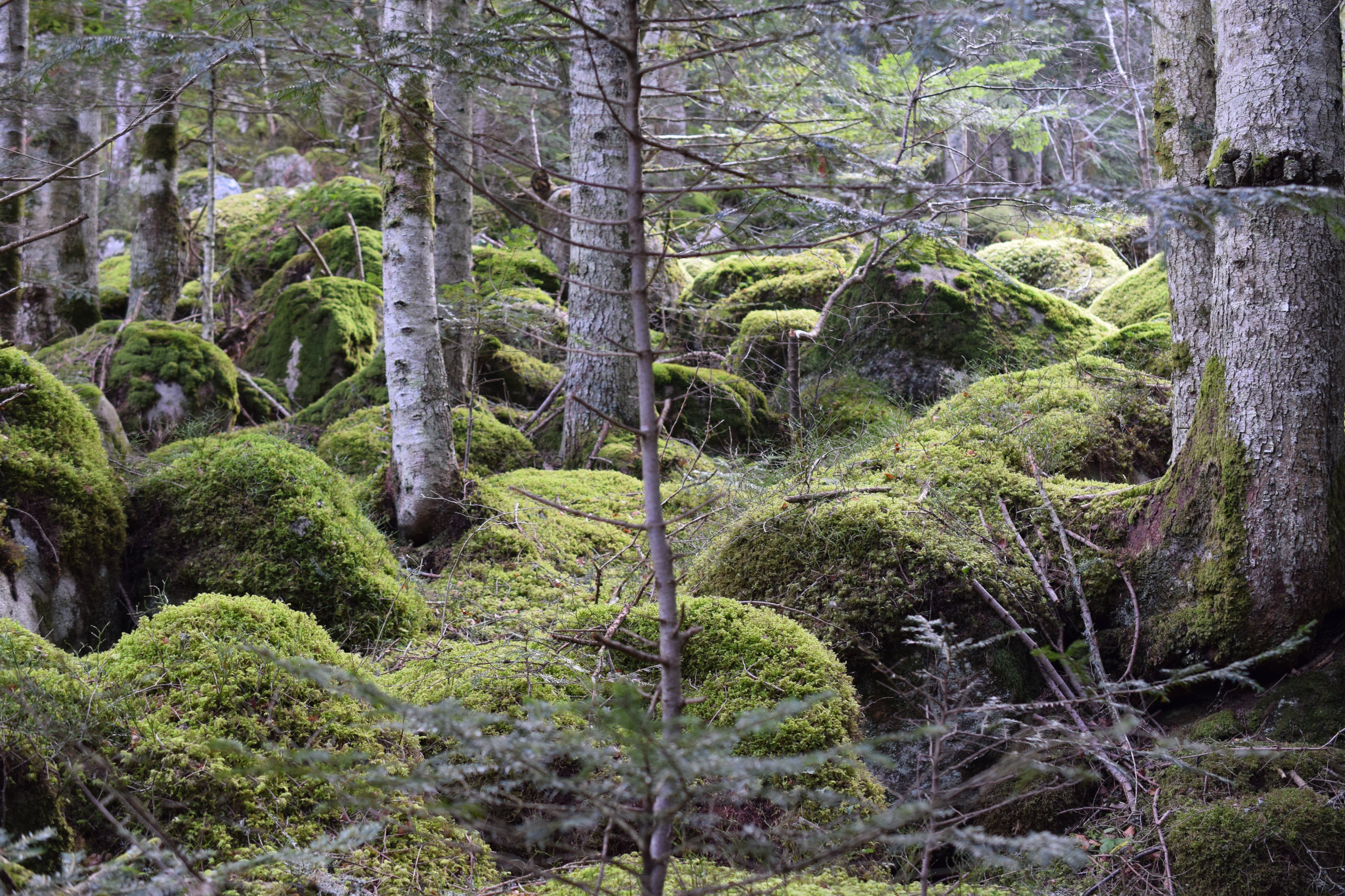 Lulu la coussacoise : Bain de forêt et immersion olfactive