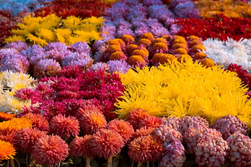 4ème édition de la Fête de la Nature: Saint Cyprien en fleurs — visuel événement