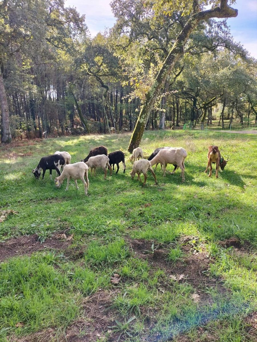 La bergerie d'Anaïs et Nicolas — photo 3