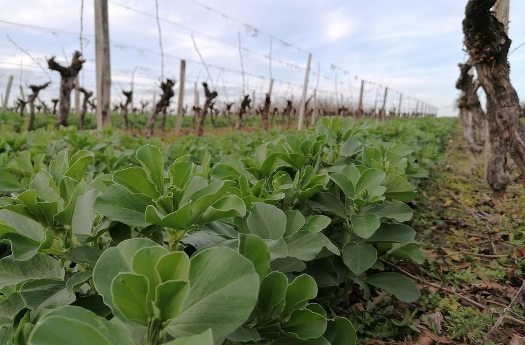 Clos de Noël - photo 4