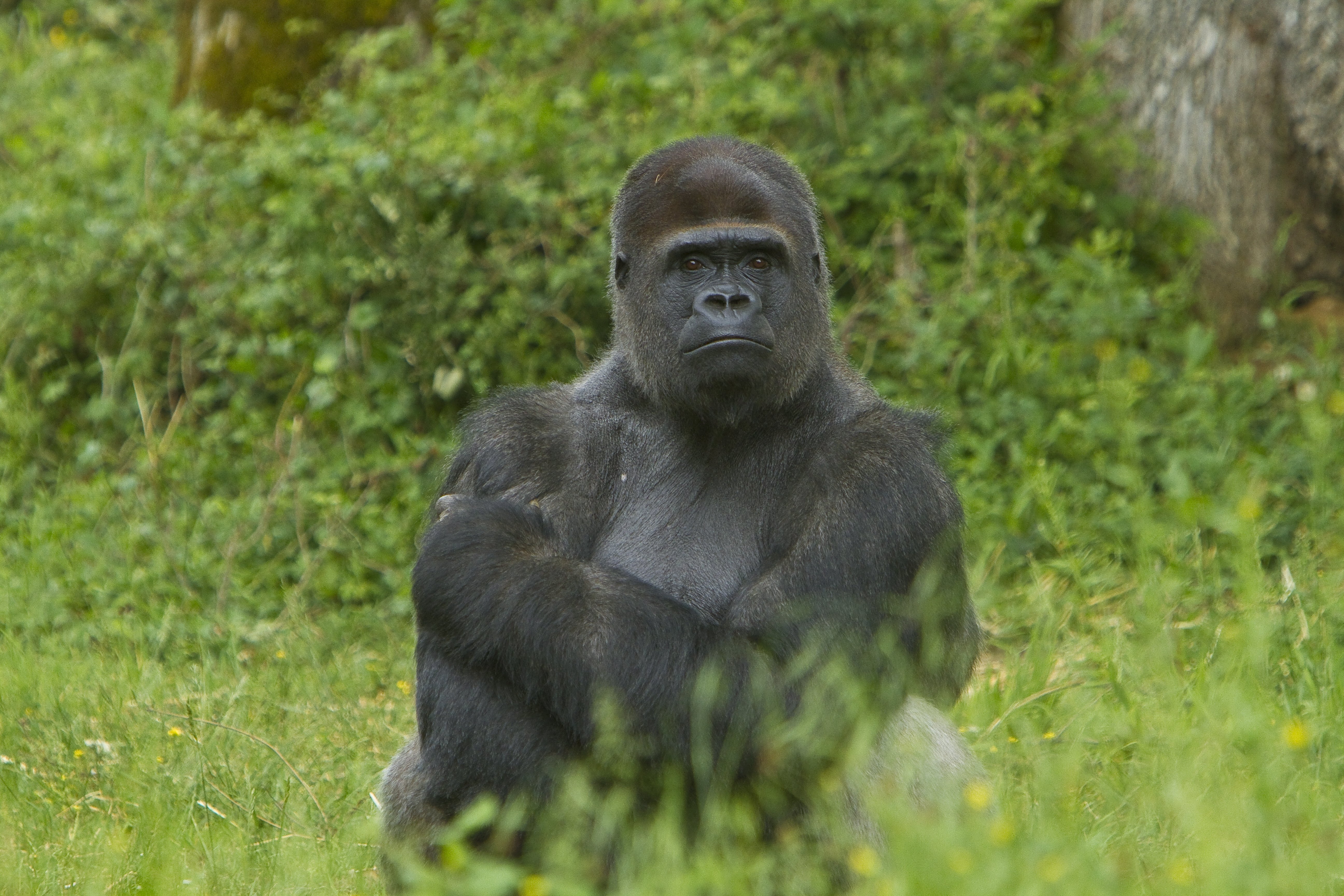 La Vallée des Singes, Romagne - photo 12