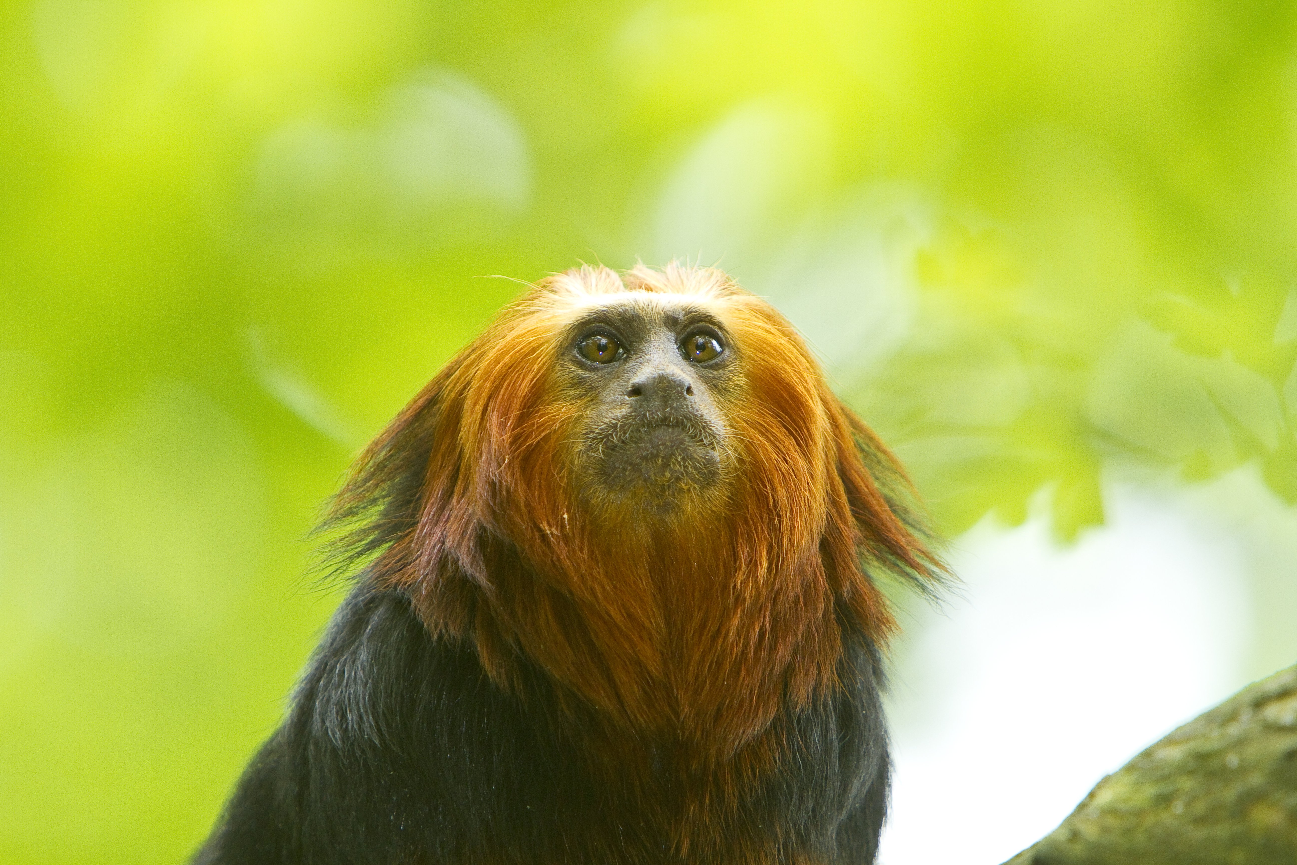 La Vallée des Singes, Romagne - photo 17