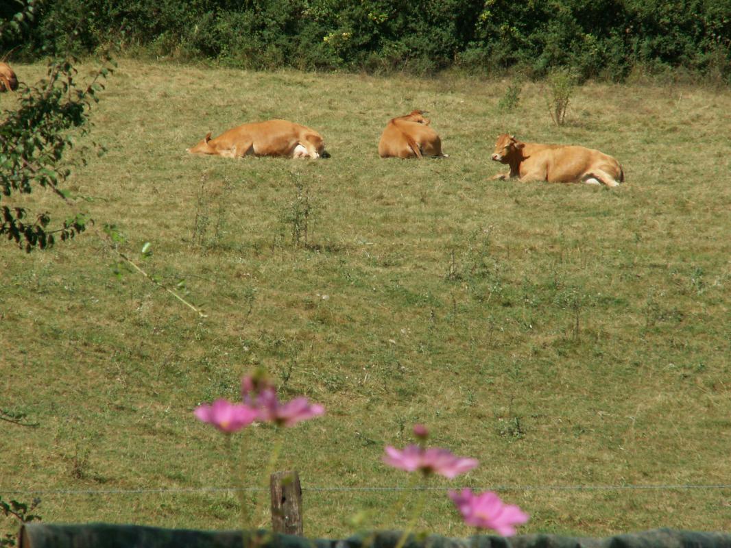Mounismes du Bas, Saint-Ouen-sur-Gartempe - photo 16
