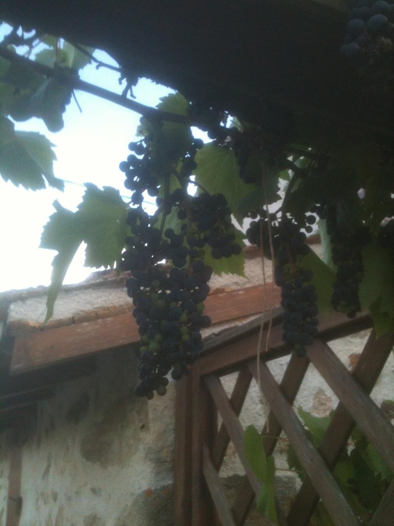 Mounismes du Bas, Saint-Ouen-sur-Gartempe - photo 4