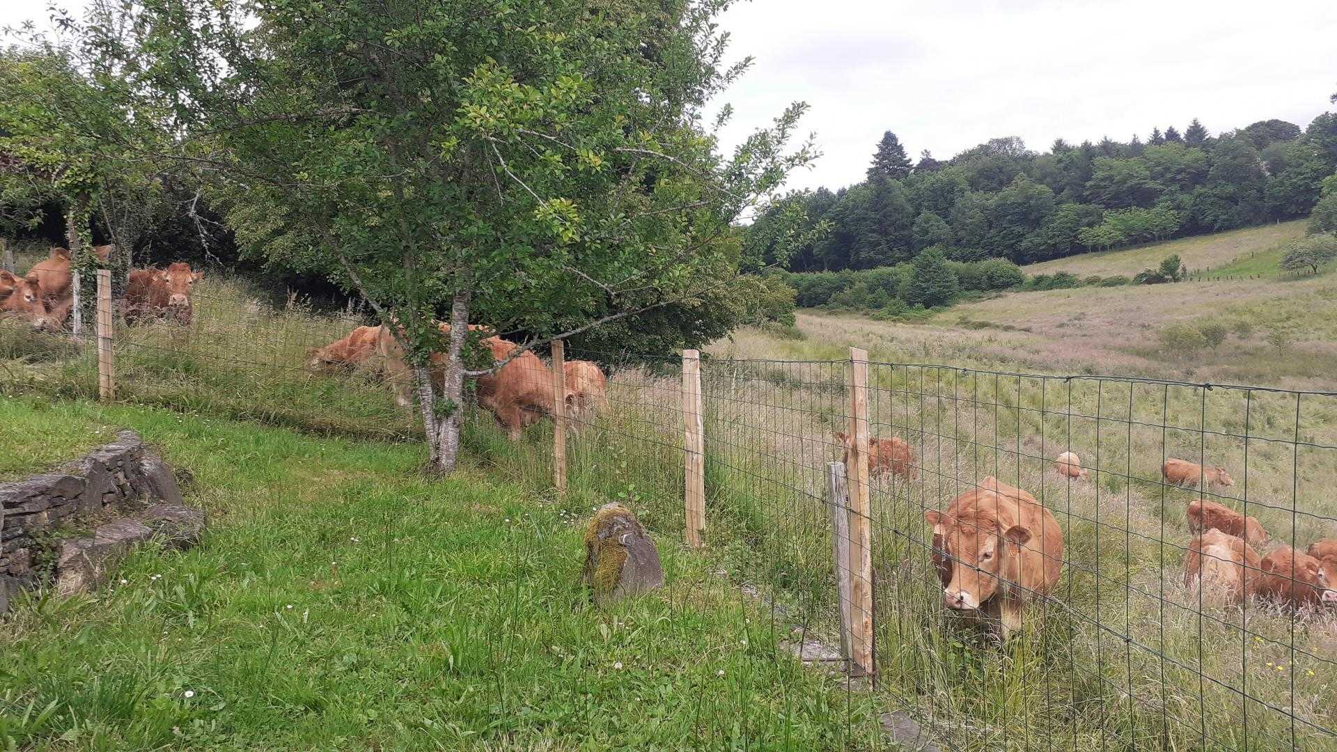 l'ancienne fermette, Bujaleuf - photo 116
