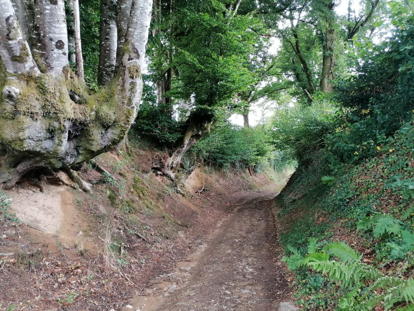 la campagne, La Croisille-sur-Briance - photo 81