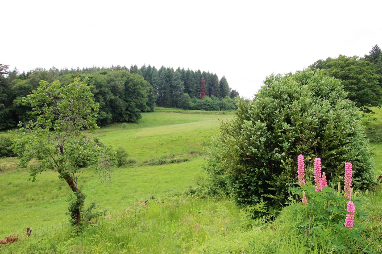 Chalendeix, Nedde - photo 42