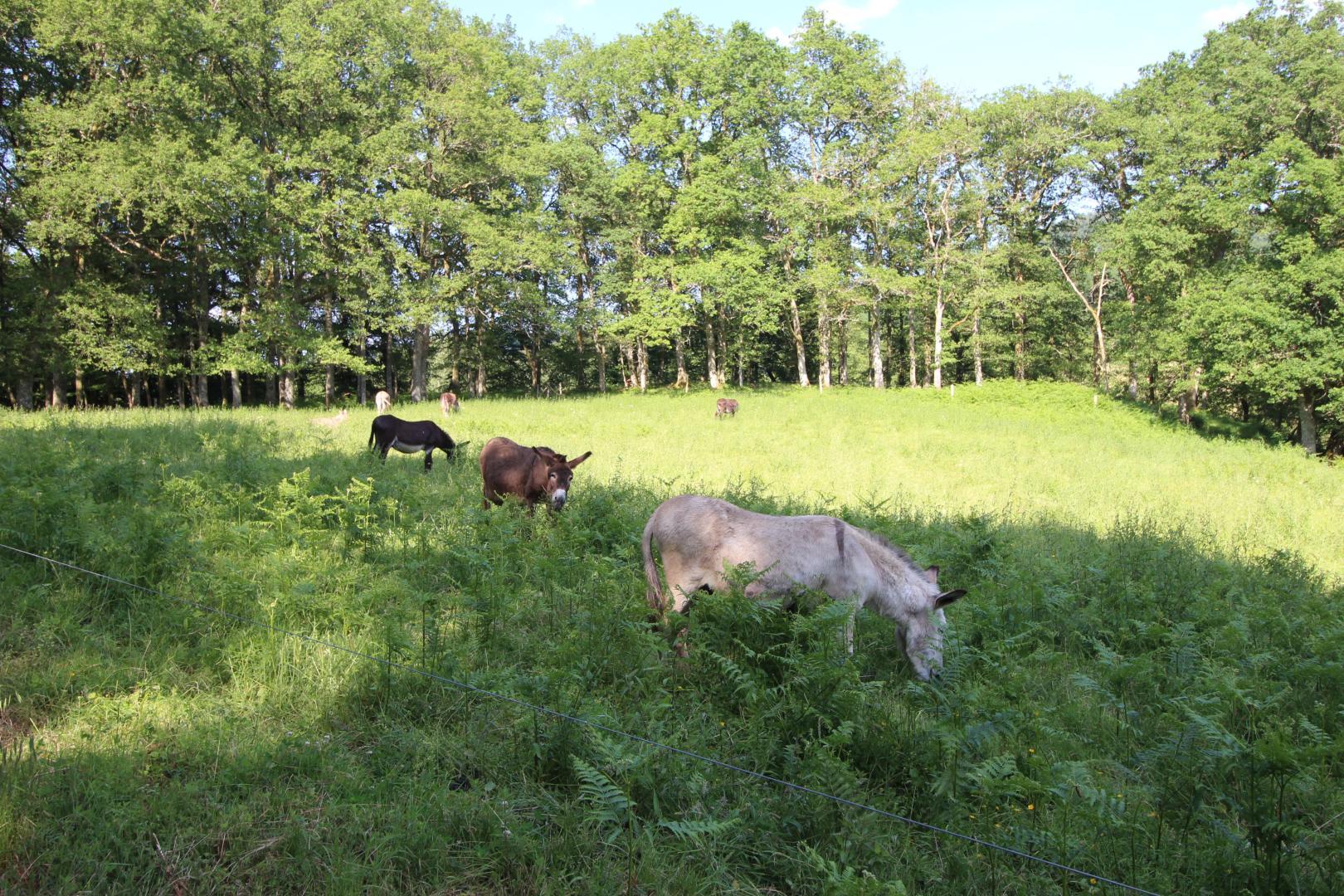 Artin, Peyrat-le-Château - photo 106