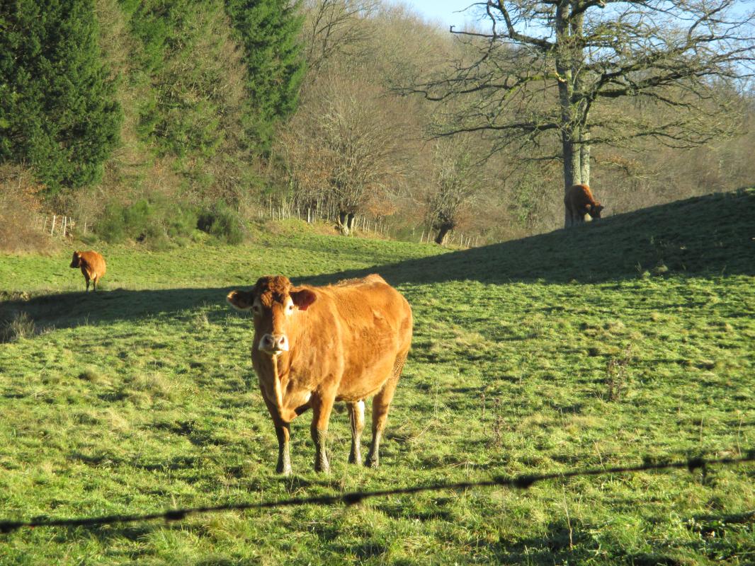Les Hauts Prés de Fressanges - photo 4