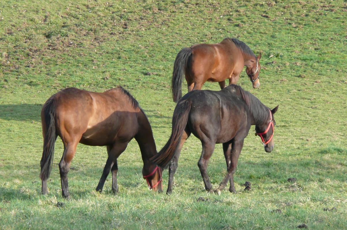La Croix de Guillat, Saint-Maurice-les-Brousses - photo 9