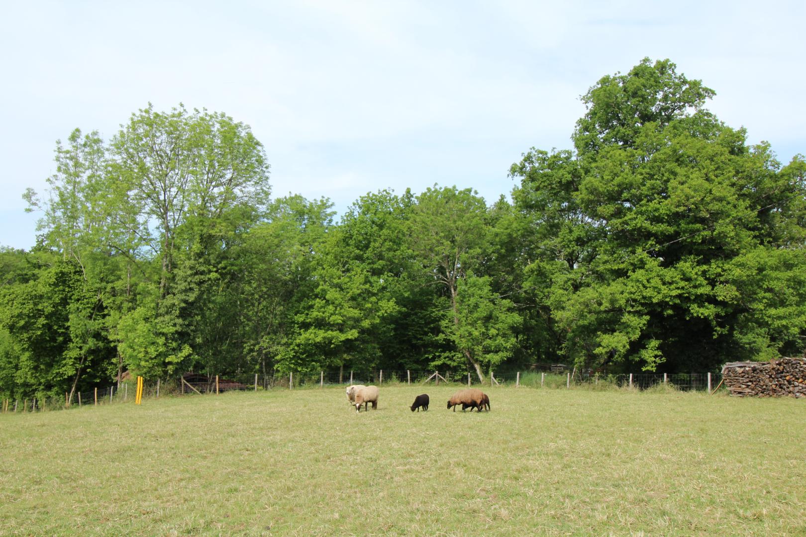 La Guinandie, Vayres - photo 65
