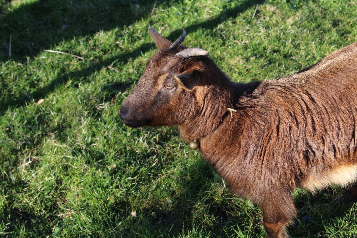 3 Bellevue - photo 5