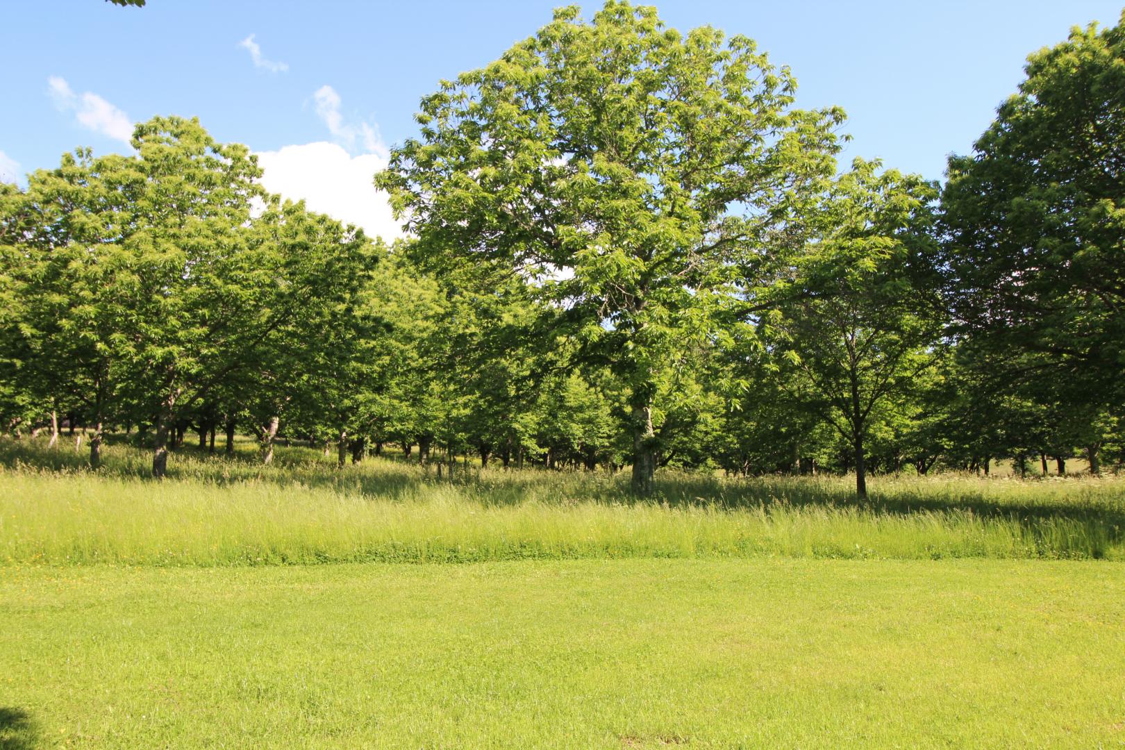 Les Grangettes, Rilhac-Rancon - photo 44