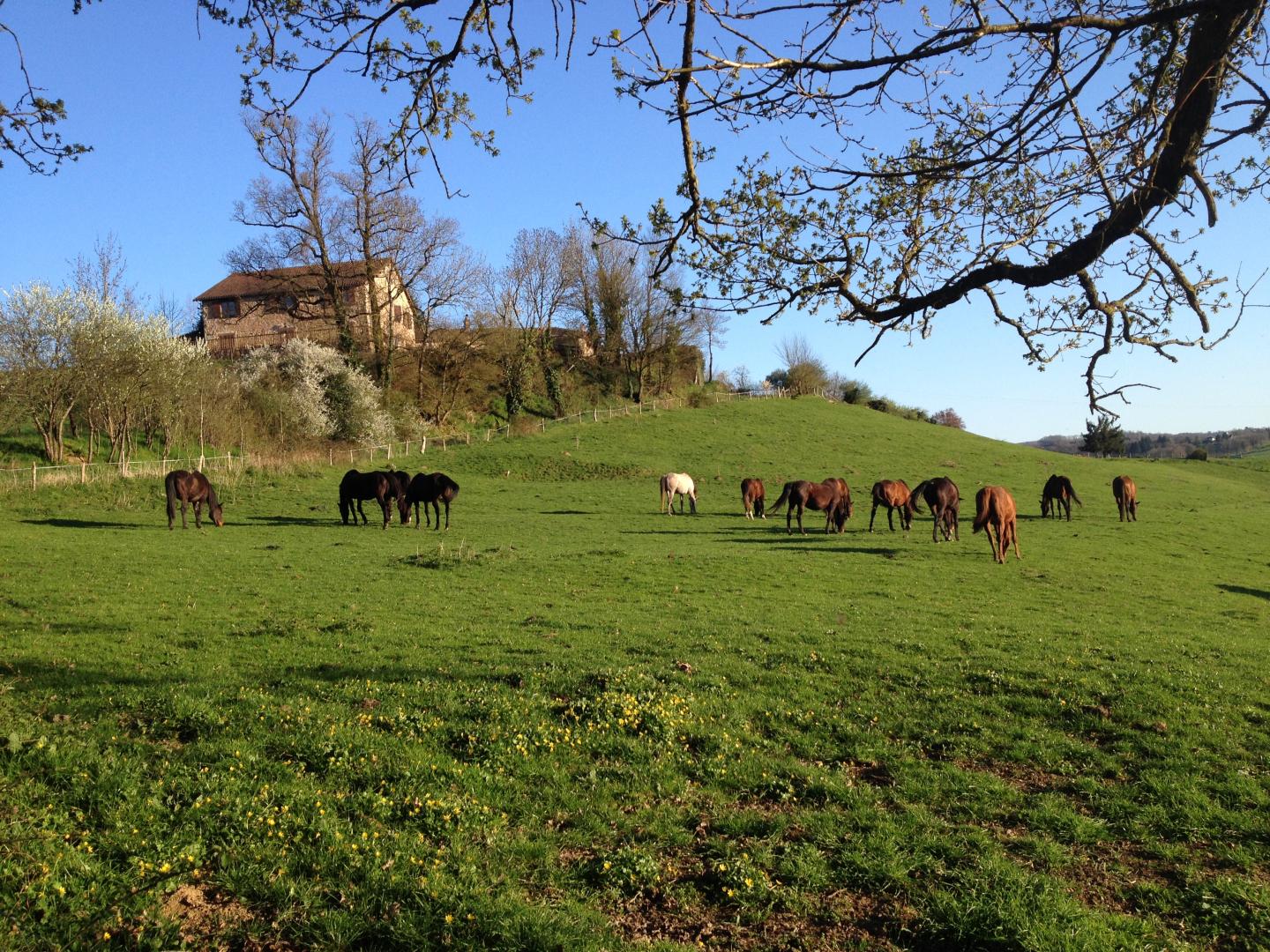Leygat, Solignac - photo 67