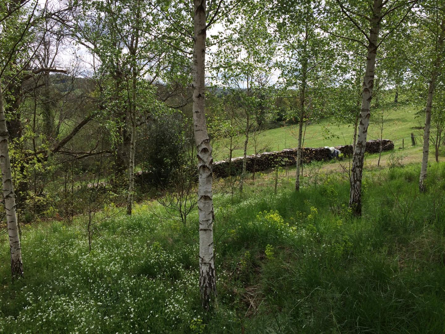Leygat, Solignac - photo 50