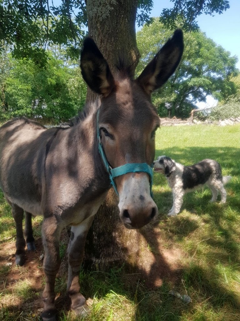 Maison d'Hôtes en Grès Rouge, Lanteuil - photo 31