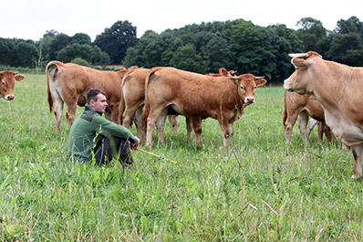 Les Belles Vaches