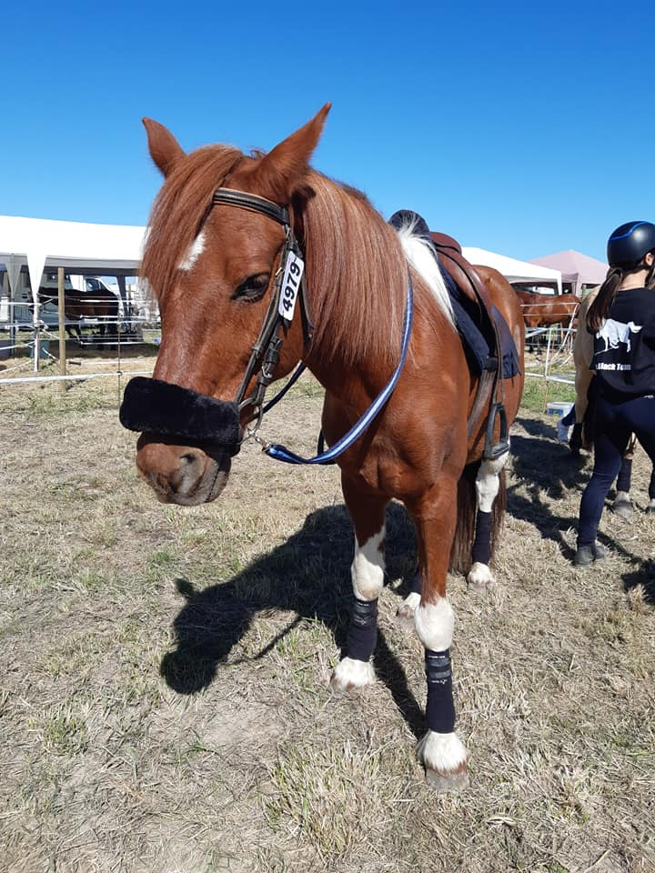 Centre Equestre de Cherveux - Poney Club