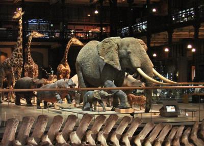 Balade muséale « Muséum d’Histoire Naturelle - Paris » 