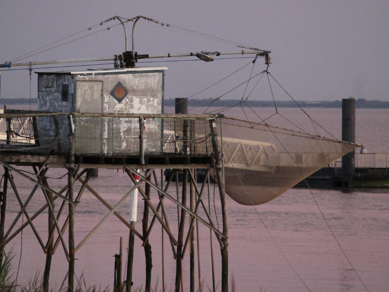 Croisière du dimanche sur l'estuaire à Terres d'Oiseaux, Braud-et-Saint-Louis - photo 10