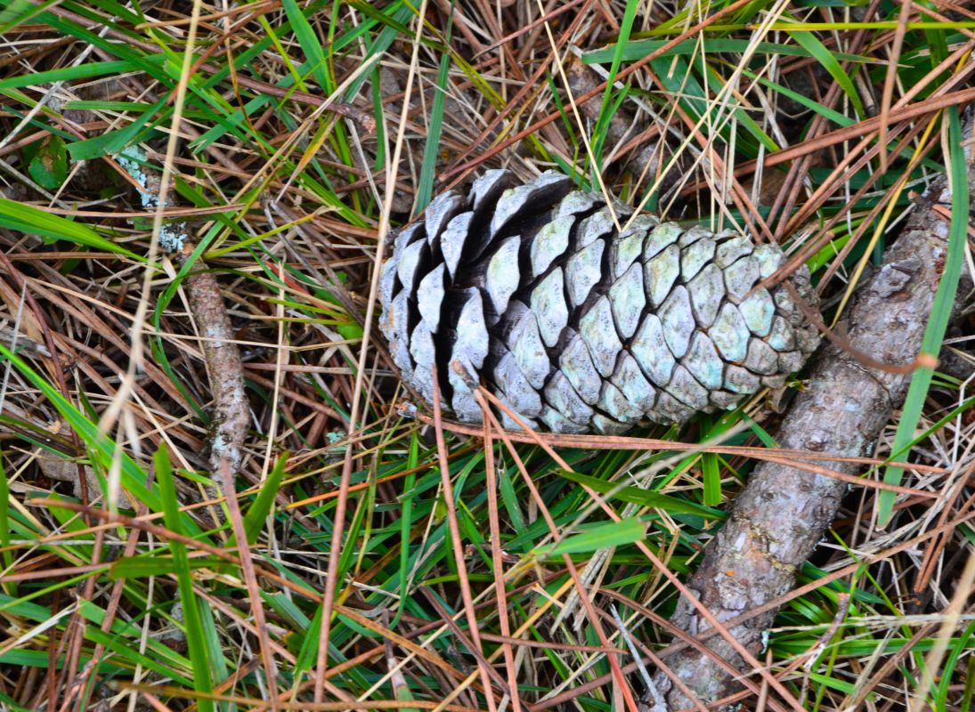 La Lande à serpentine de la Rousseille, Saint-Hilaire-les-Places - photo 9