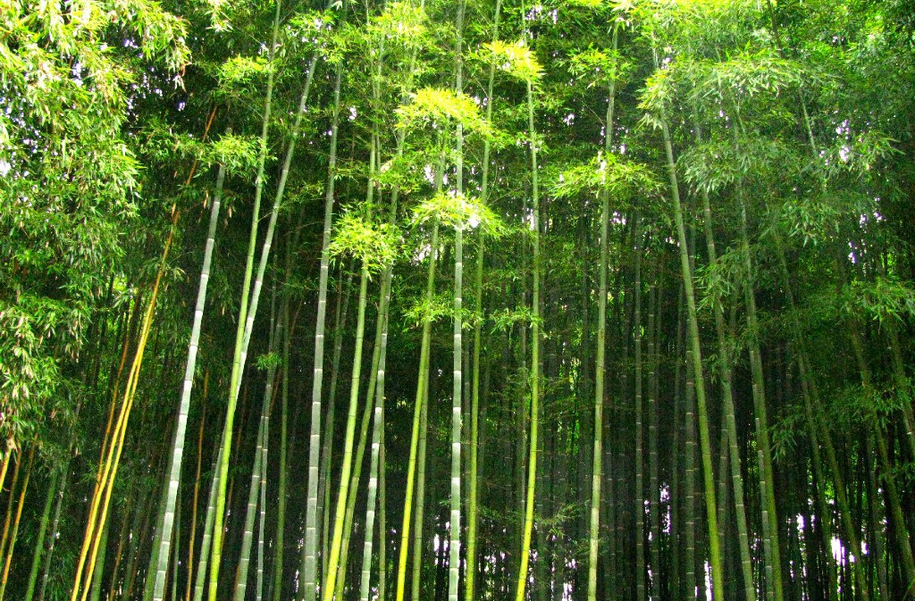 Jardin les Bambous de Planbuisson