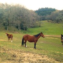 Camping à la ferme équestre de Tréphy, Chaumeil - photo 6